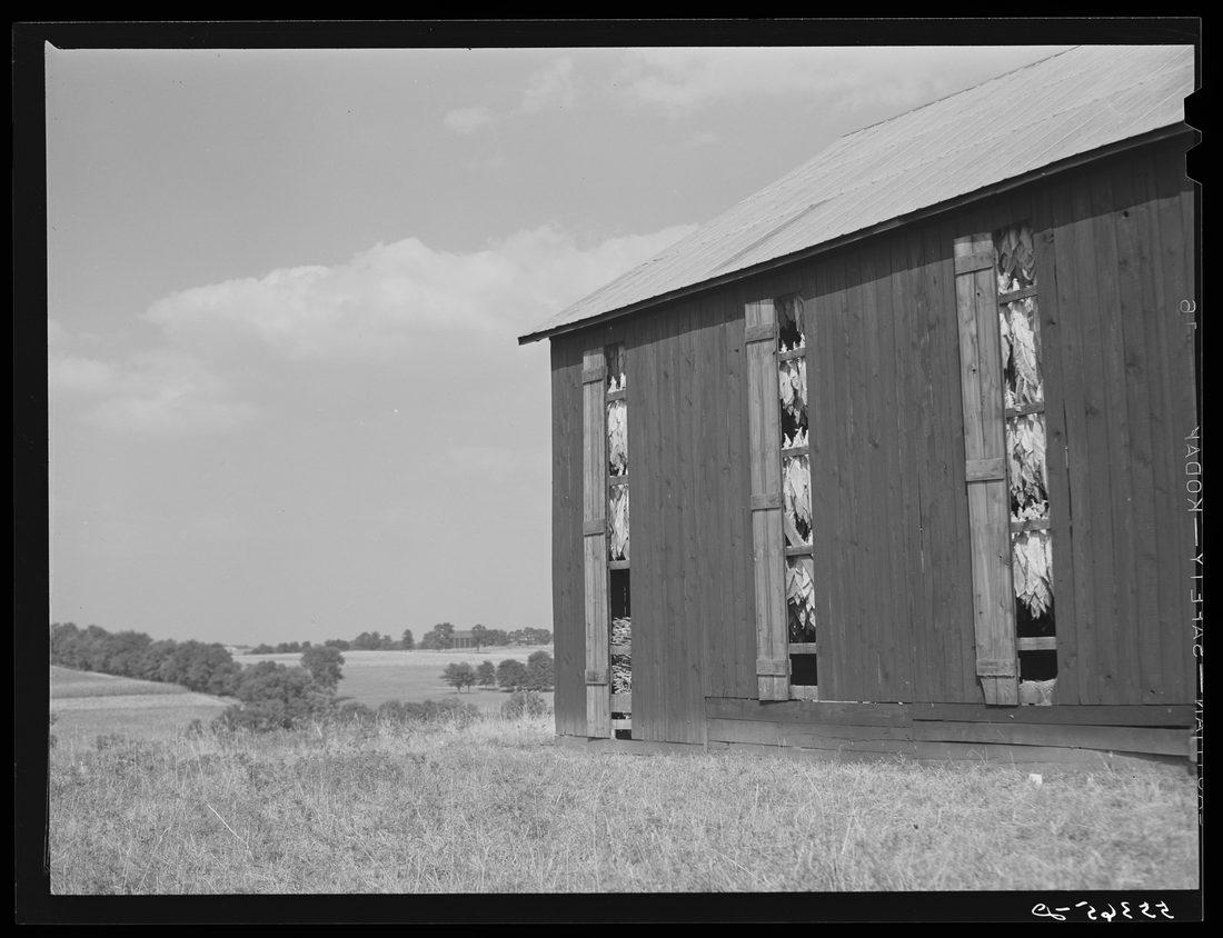 Barn full of tobacco on Russell Spear's farm near Lexington, Kentucky