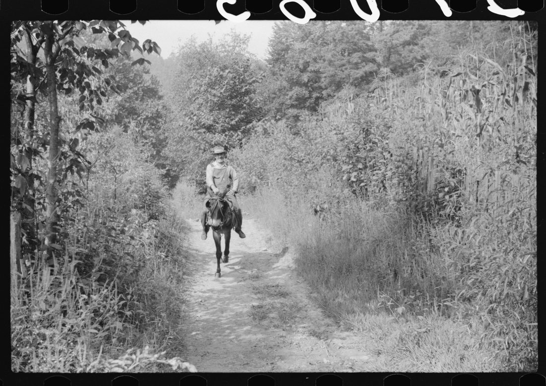 Mountaineer going to the store on muleback. Up Burton's Fork of the Kentucky River. Breathitt County, Kentucky