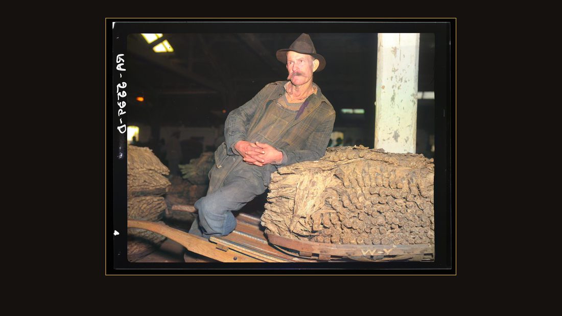 Rehabilitation client with his tobacco crop. Oxford, North Carolina