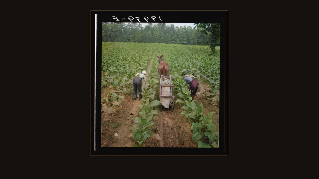 Tobacco field in early morning where white sharecropper and wage laborer are priming tobacco. Shoofly, North Carolina