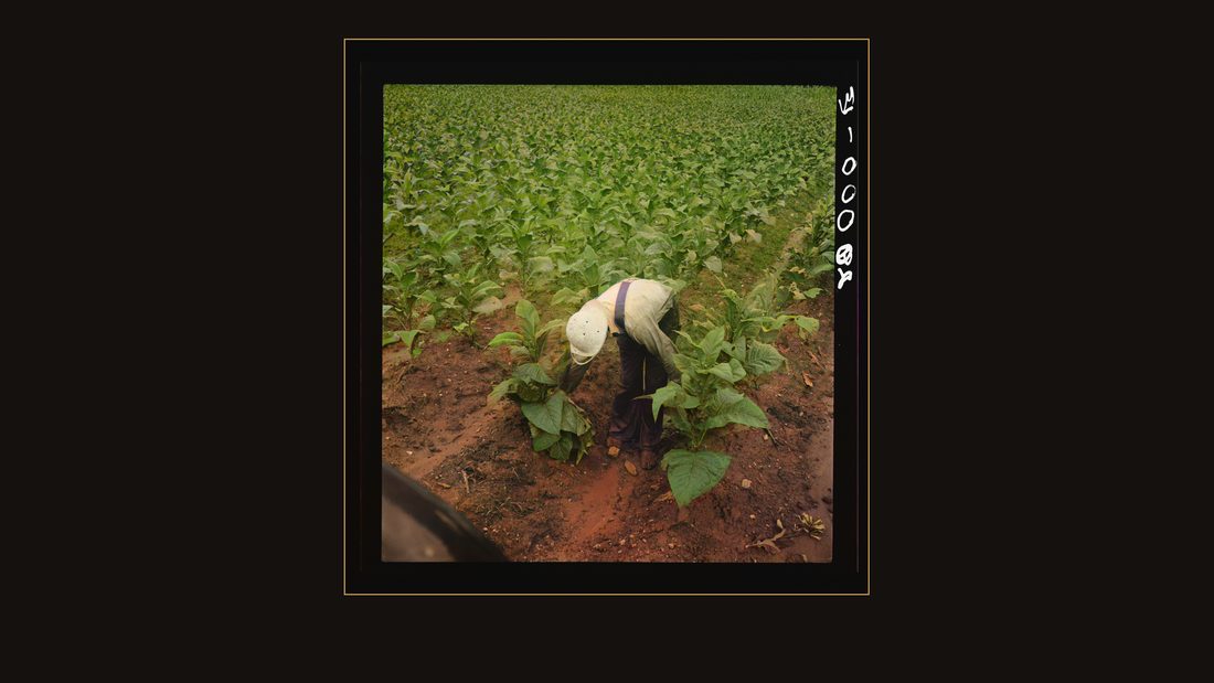 White sharecropper priming tobacco early in the morning. Shoofly, North Carolina