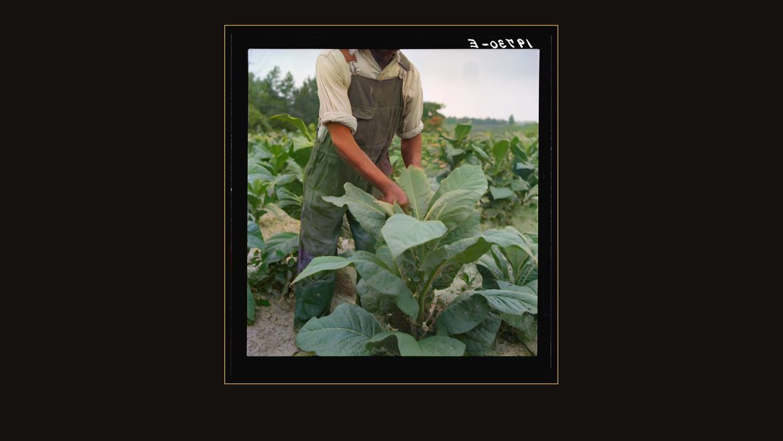 Negro tenant topping tobacco. Person County, North Carolina