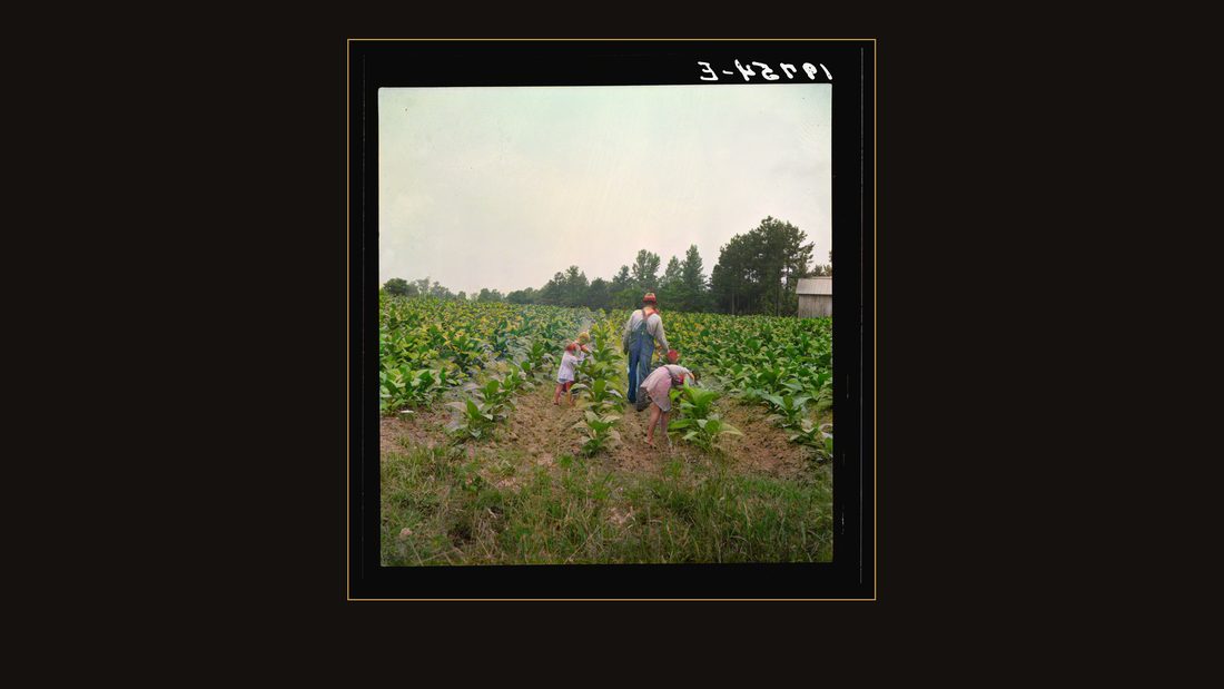 Tobacco sharecropper and his children working on tobacco patch, "topping" and "worming."