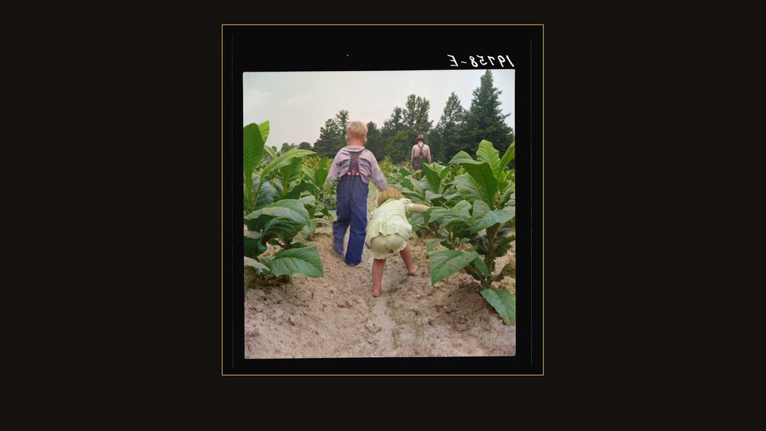 Children helping father, tobacco sharecropper, at work in tobacco patch. Person County, North Carolina