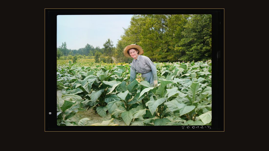 Owner's daughter topping tobacco. She has a patch of her own of about 1000 hills from which she will be given the proceeds. Her father buys her clothes and she can have the &q