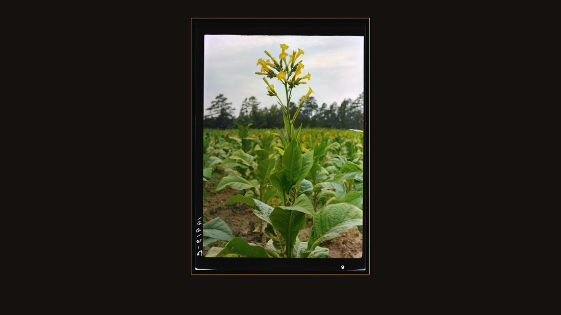 Single tobacco flower. The tobacco plant is "topped" before it blooms in the field, with exception of a few plants which are saved out for seed. Shoofly, Granville County