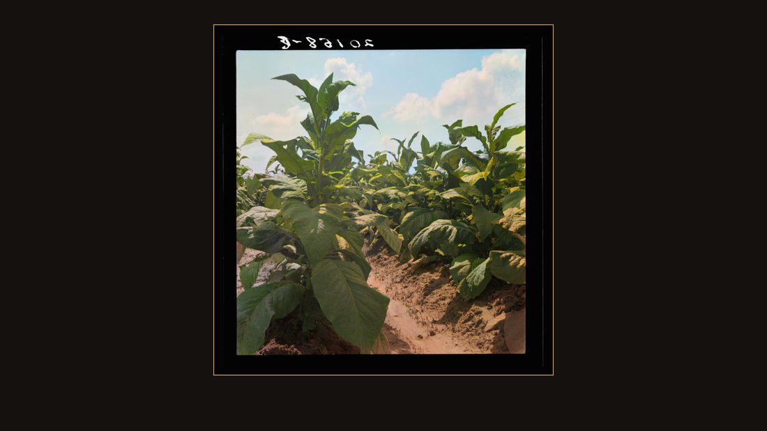 Good tobacco, topped and ready for priming. Granville County, North Carolina