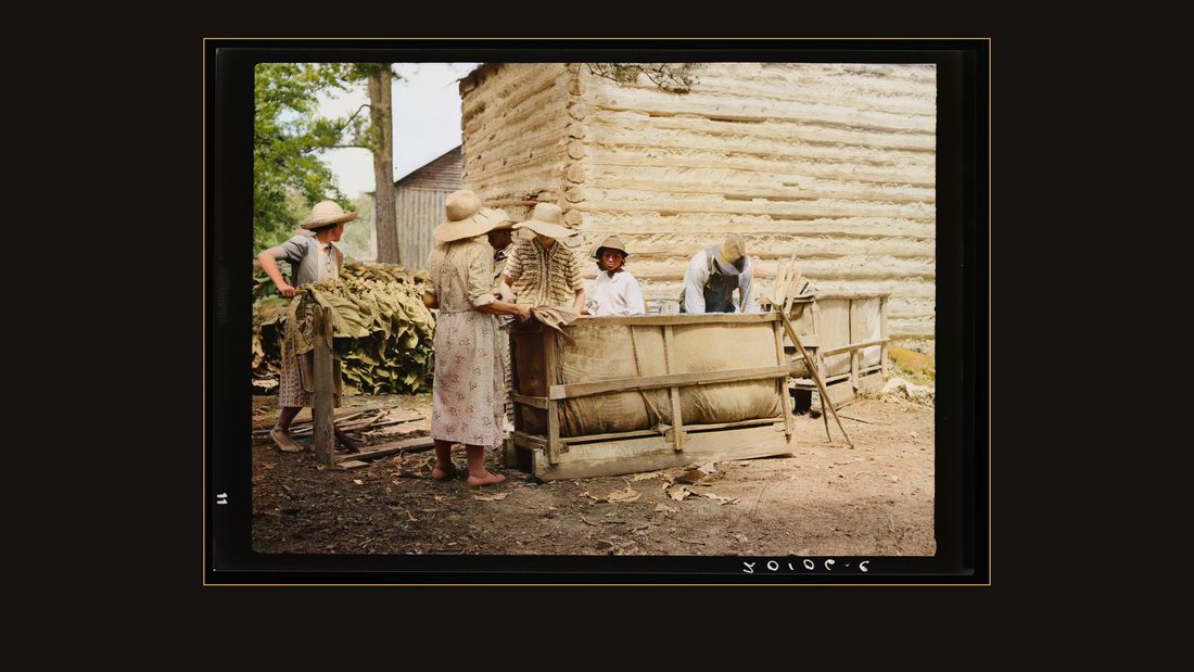 Families stringing tobacco brought in from the field by sled. Granville County, North Carolina