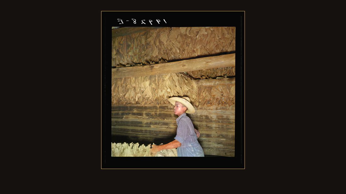 Son of sharecropper and sub tenant hanging up strung tobacco inside barn. Shoofly, North Carolina