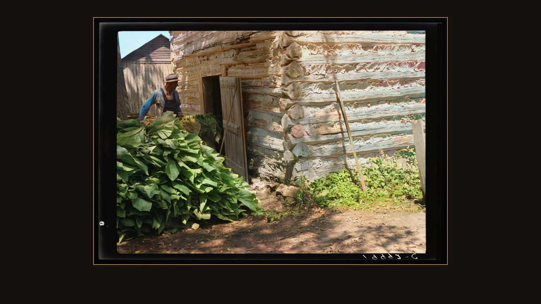 Putting in the tobacco after the morning work. Shoofly, North Carolina