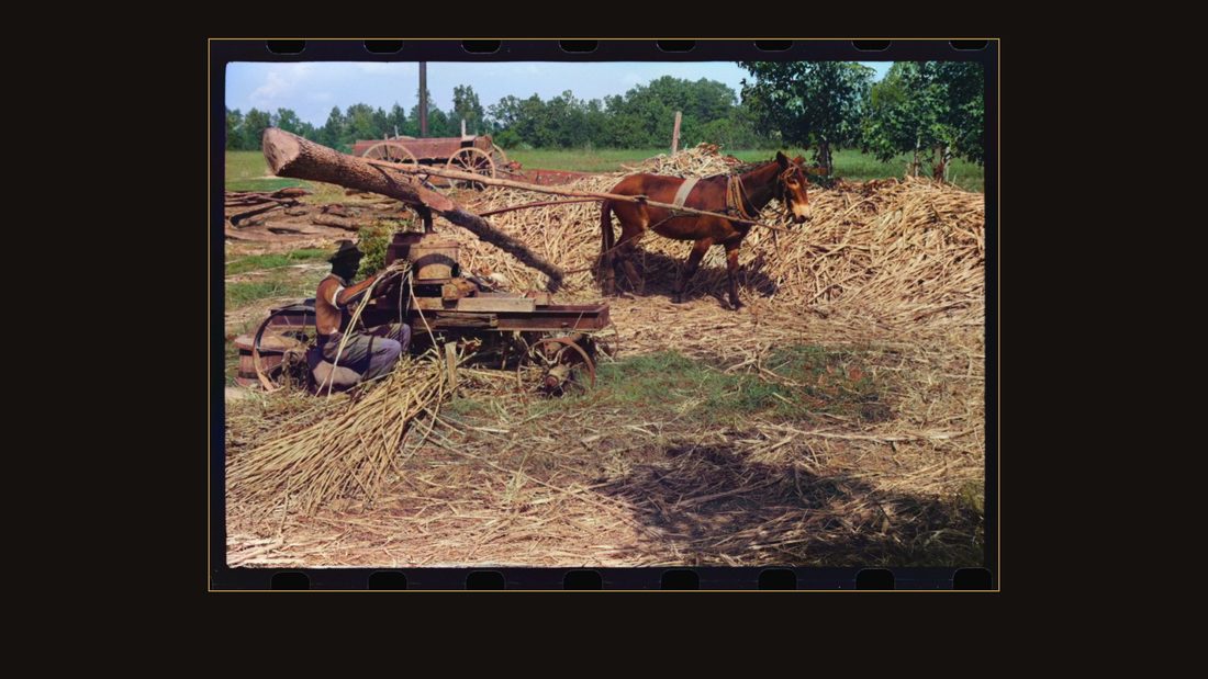 Feeding the sorghum cane into the mill to make syrup on property of Wess Cris, a tobacco farm of about 165 acres in a prosperous Negro settlement near Carr, Orange County, North Ca