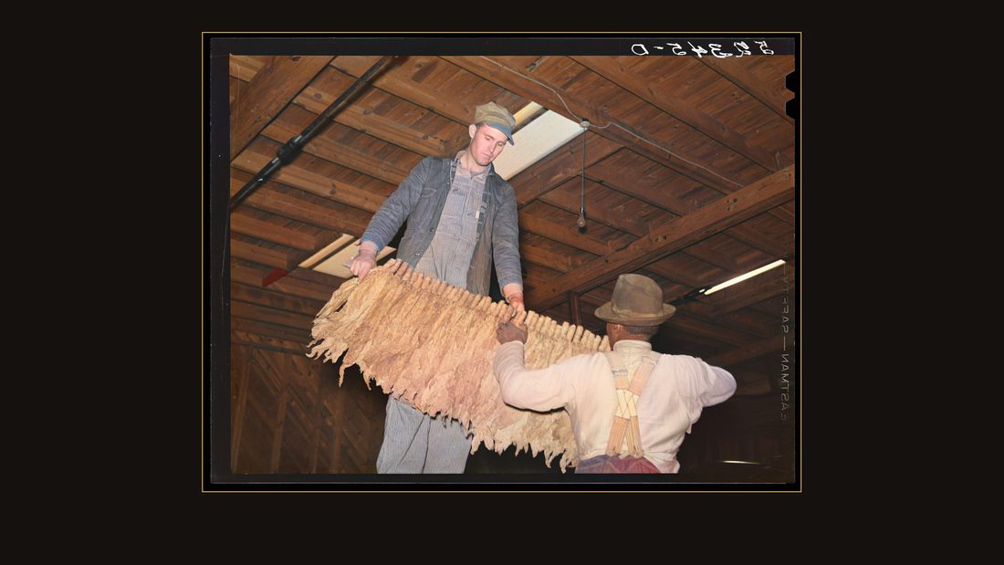 When the tobacco is brought inside the warehouse on the trailer it is taken off the sticks and packed in baskets for the auction sale. Durham, North Carolina