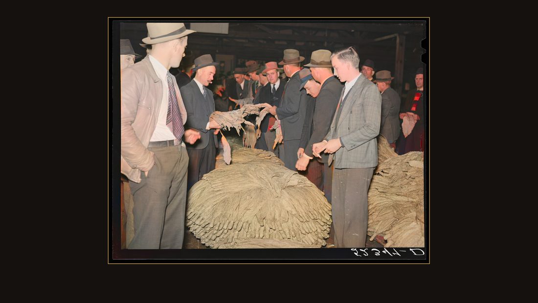 Buyers examining tobacco during auction sale in warehouse. Durham, North Carolina
