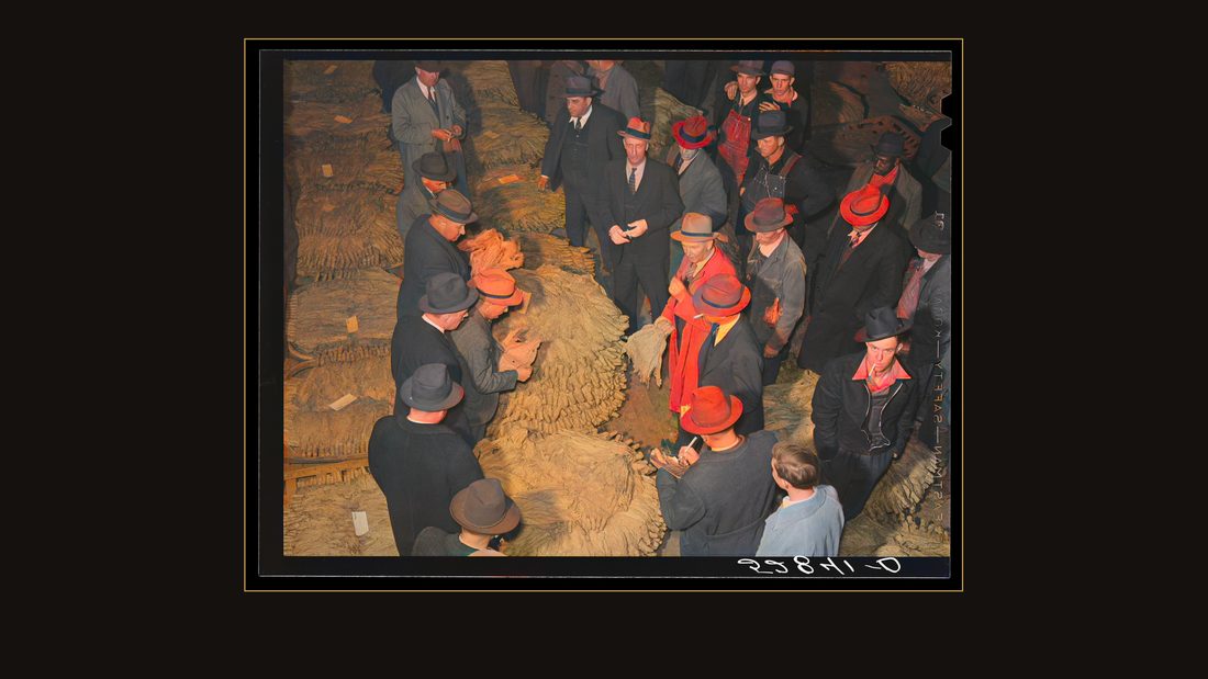 Tobacco auctioneer (in white gloves) and buyers during auction sale in warehouse in Mebane, Orange County, North Carolina