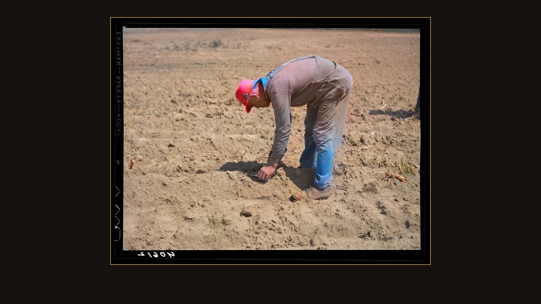 Mr. Jones, tenant farmer, planting tobacco. Near Farrington, Orange County, North Carolina