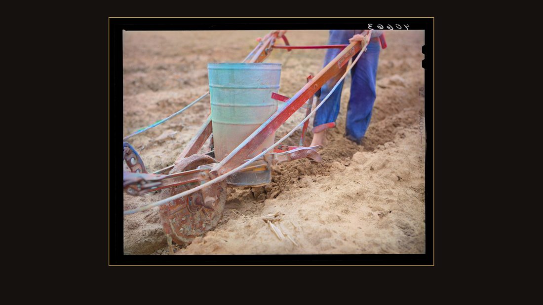 Fertilizing tobacco field. Farm of J.R. Ray. Five miles northeast of Durham, North Carolina on U. S. 15