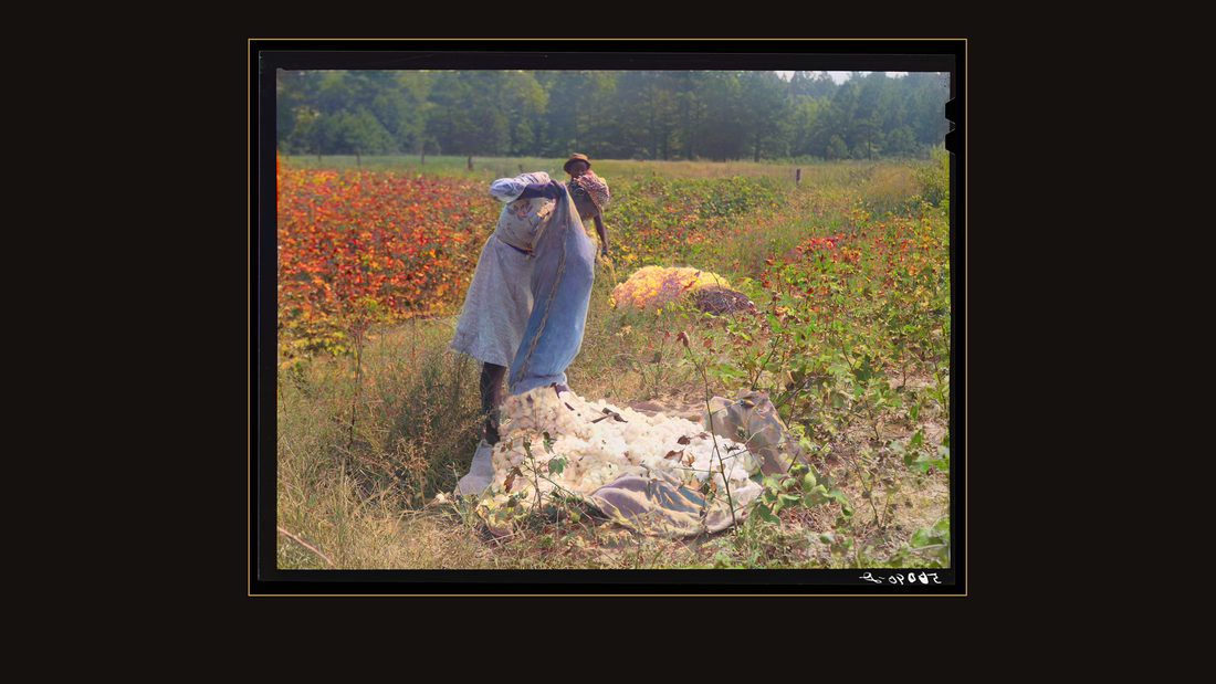 Tenants picking cotton on Highway 15, about seven miles south of Chapel Hill. Chatham County, North Carolina