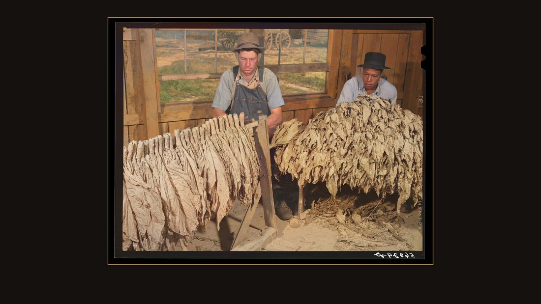 Mr. W.H. Willis, a FSA (Farm Security Administration) borrower and his helper grading stripping tobacco in pack house on his farm near Yanceyville. Caswell County, North Carolina