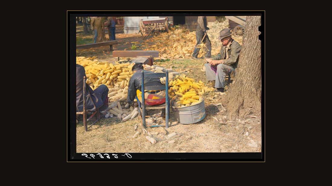 Putting the corn in the crib to store for winter feed after shucking on Hooper Farm near Hightowers and Prospect Hill. Caswell County, North Carolina
