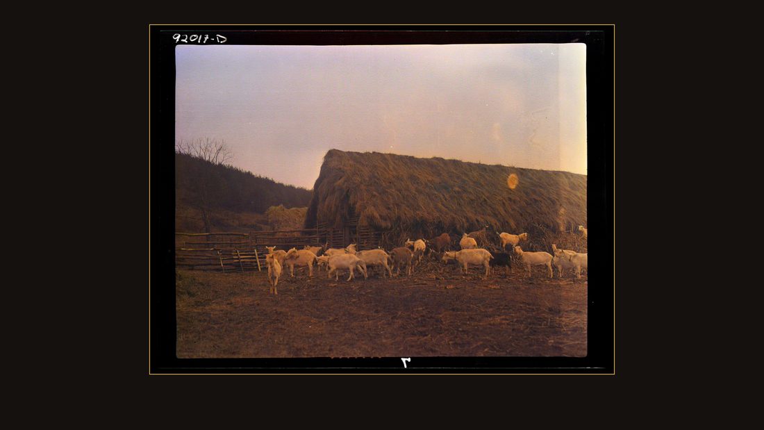 Eleanor, West Virginia. Goat pen at Red House Farms. The goats were furnished by the West.......