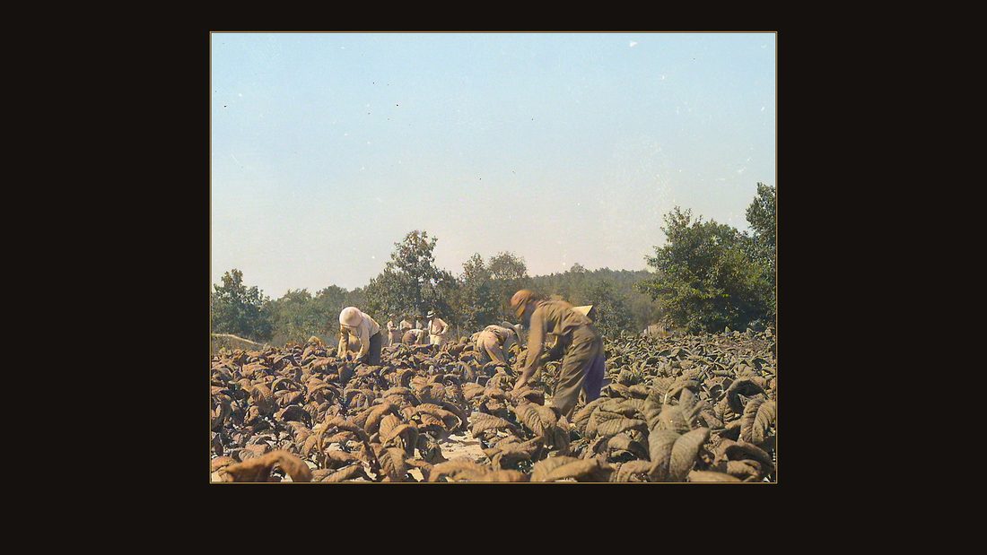 Mc Nabb, L.G.; harvesting tobacco