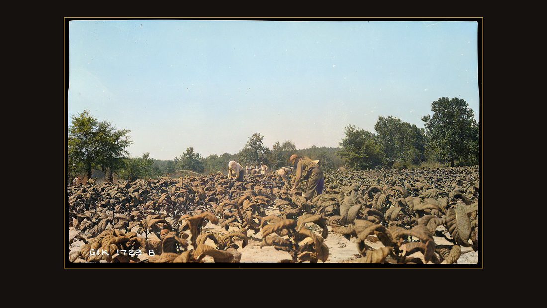Mc Nabb, L.G.; harvesting tobacco