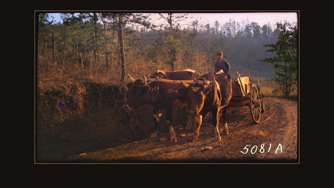 Hogshed, J.E.; with steers