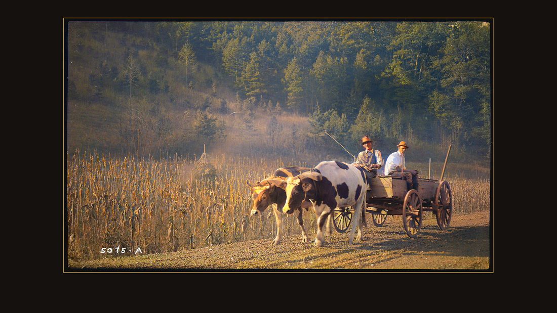 Clants, B.H.; with steers